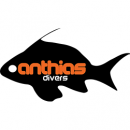 Anthias Divers - Logo