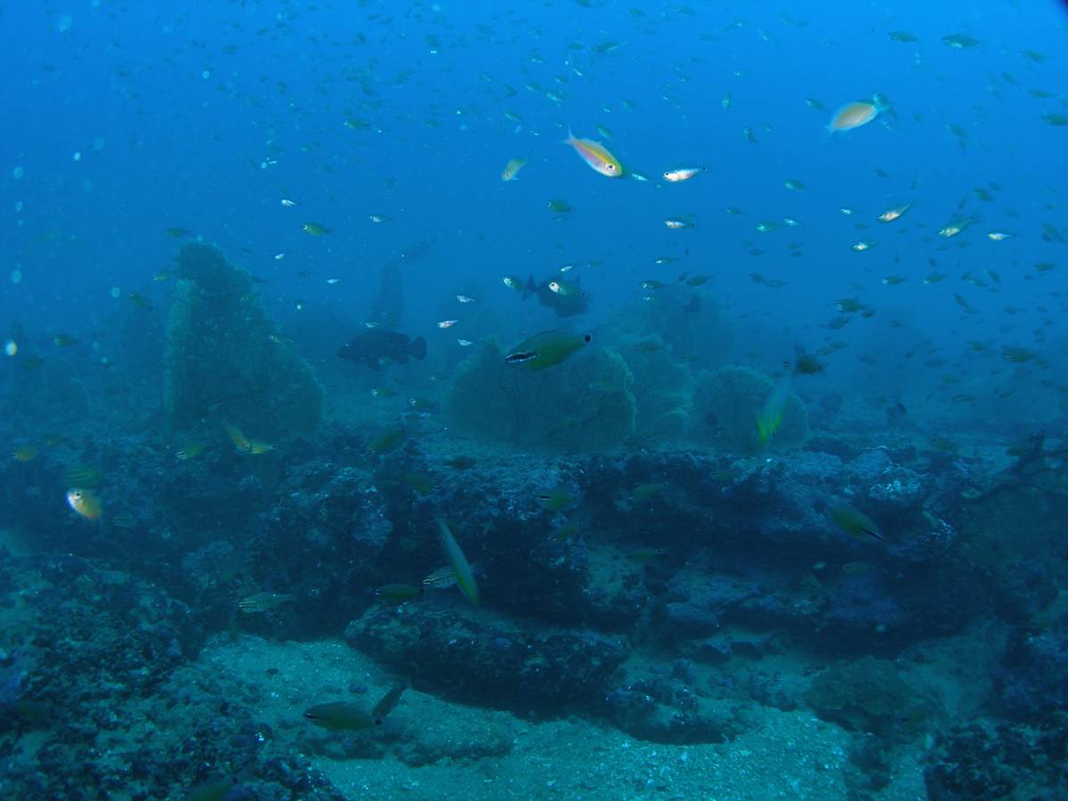 Temple Adventures Divers India - Logo